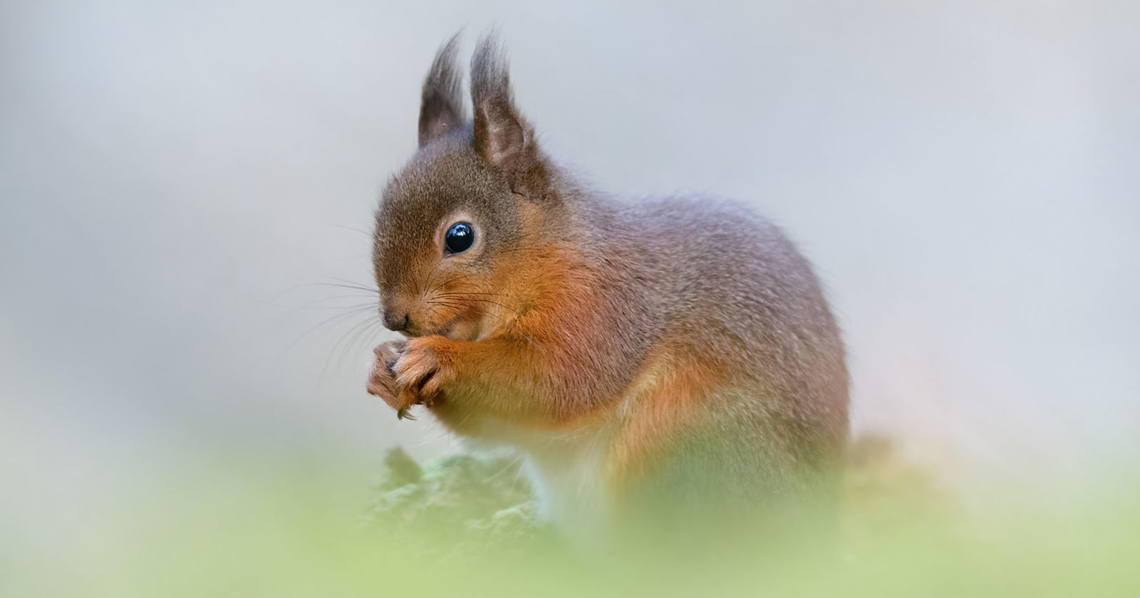 hide and seek squirrels